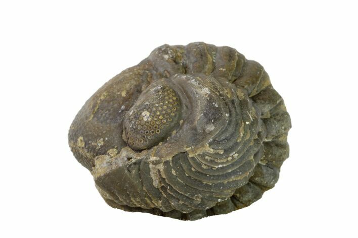 Bargain, Wide, Enrolled Austerops Trilobite - Morocco #157004